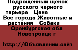 Подрощенный щенок русского черного терьера › Цена ­ 35 000 - Все города Животные и растения » Собаки   . Оренбургская обл.,Новотроицк г.